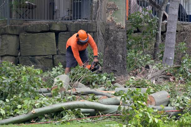 Cambrian Park, CA  Tree Services Company