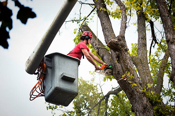 Best Tree Mulching Services  in Mbrian Park, CA