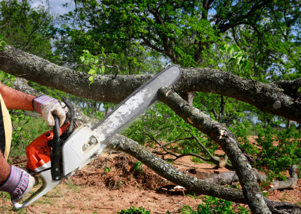 Best Leaf Removal Services  in Mbrian Park, CA